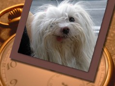 Fotos de perros
